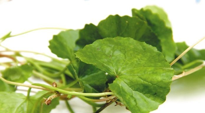 5 tác dụng của rau má trong việc tăng cường sức khỏe - BlogAnChoi.com